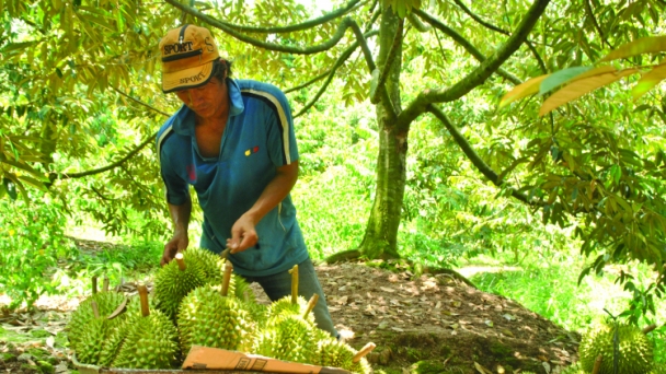 Trị bệnh cho sầu riêng trong mùa nóng